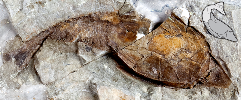 A fossil heterostracan, Errivaspis waynensis, from the early Devonian (approximately 419 million years ago) of Herefordshire, UK. Image from Keating et al. 2018