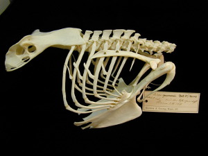 Uncinate proceses in an eagle - bony projections off the vertebral ribs.